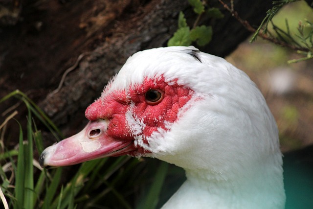 戰術應變能 戰術應變能