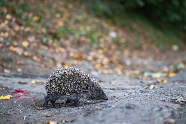 级发动机 级发动机